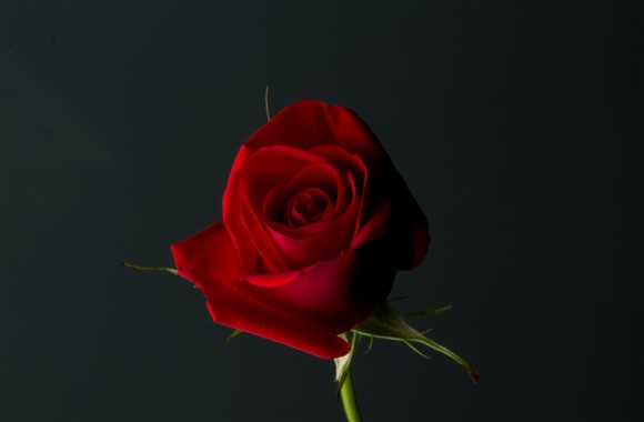 Single Red Rose Beautiful Single Red Rose Hd Wallpapers - Flower Love ...