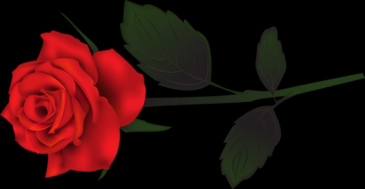 Rose Png - Phantom Of The Opera Rose Png - 1500x777 - Download HD ...