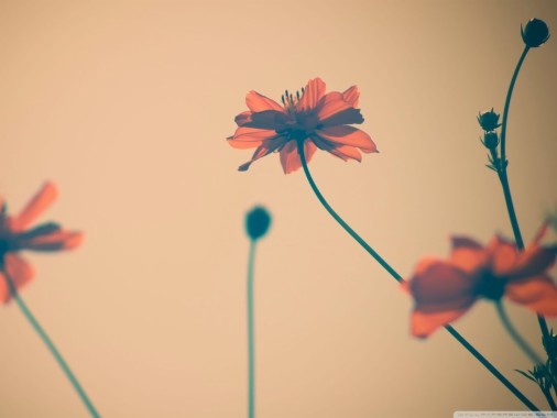 高解像度花のipadの背景 壁紙tumblr Hd 1440x1080 Wallpapertip