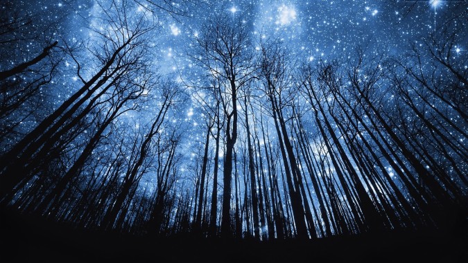 Hd Wallpapers Trees And Stars - 1920x1080 - Download HD Wallpaper