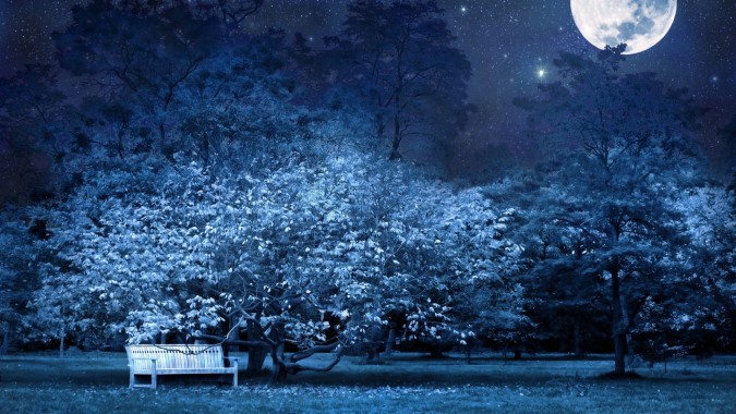 Hd Wallpapers Trees And Stars - 1920x1080 - Download HD Wallpaper