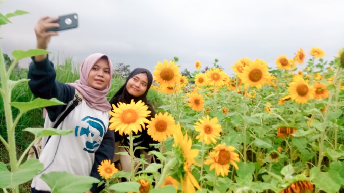 Wallpaper Bunga Matahari - Sunflower Images Hd - 1600x1000 ...