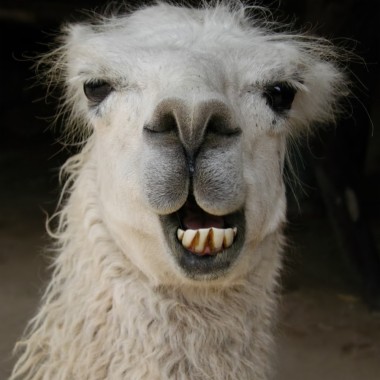 Drole De Lamas Souriant Fond D Ecran Lama 900x900 Wallpapertip