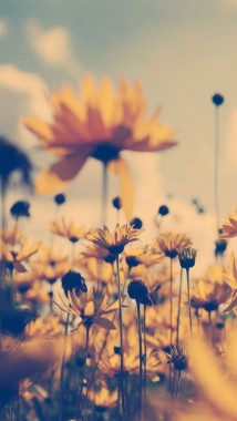 Flower Background Tumblr Iphone 421x750 Download Hd Wallpaper Wallpapertip