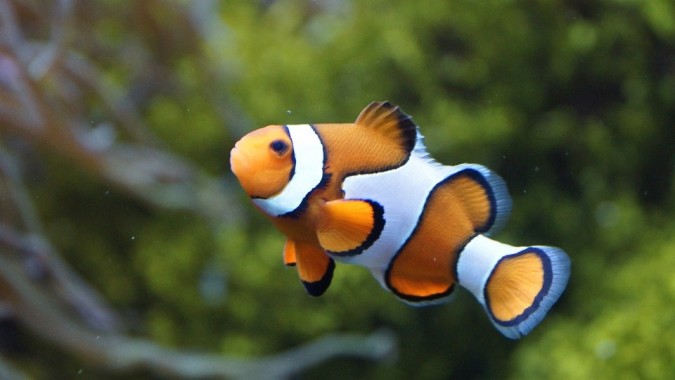 Wallpaper Ikan Nemo - 1024x577 - Download HD Wallpaper - WallpaperTip