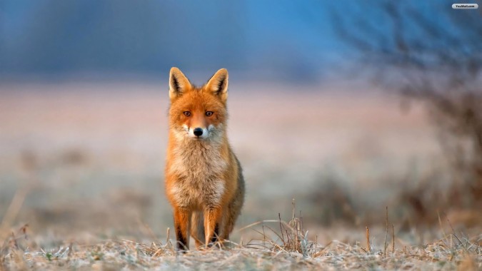 Download Red Fox Personality Traits - WallpaperTip