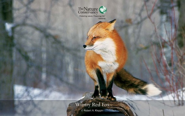 Download Red Fox Personality Traits - WallpaperTip