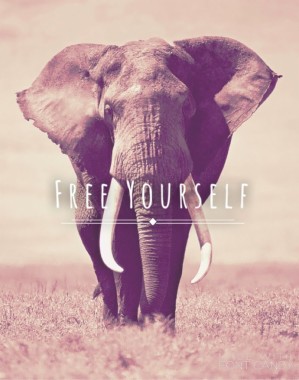 Elephant Iphone Wallpaper - 736x1308 - Download HD Wallpaper - WallpaperTip