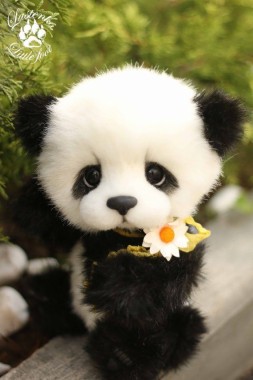 Panda Bear Wallpaper 570x855 Download Hd Wallpaper Wallpapertip