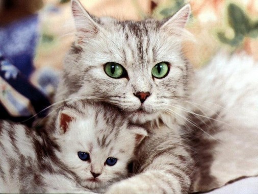 Cute Baby Cat Couple - Cute Cat Couple Images Hd - 808x606 - Download ...