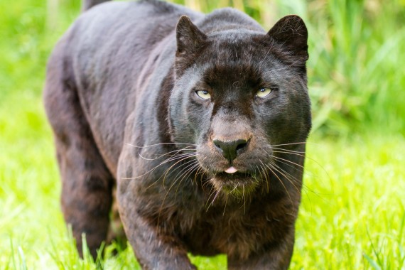 Black Panther Hd Wallpapers, Black Panther, Wild Animal, - Black ...