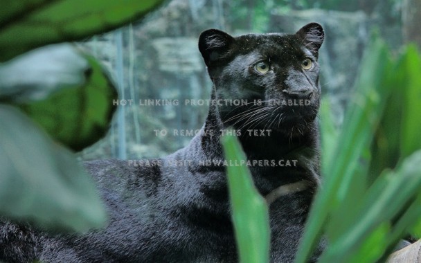 Black Panther for windows instal