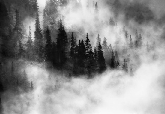 Download Black And White Wallpaper Forest - WallpaperTip