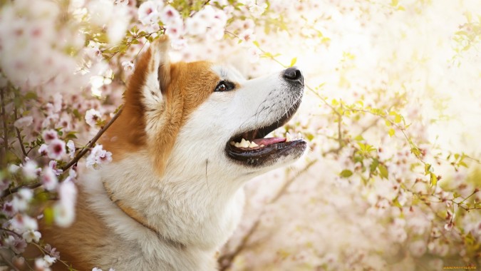 Shiba Inu Background - 2560x1440 - Download HD Wallpaper - WallpaperTip