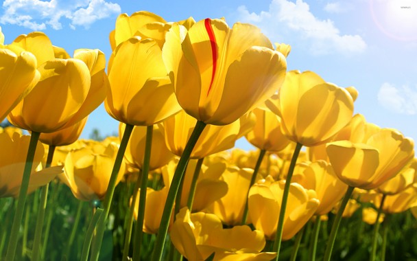 Yellow Tulips Wallpaper Hd - 1920x1200 - Download HD Wallpaper ...