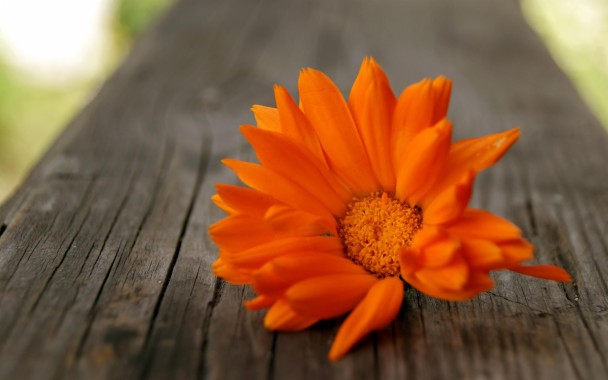 flor de naranja fondos de pantalla hd - fondo de pantalla darah