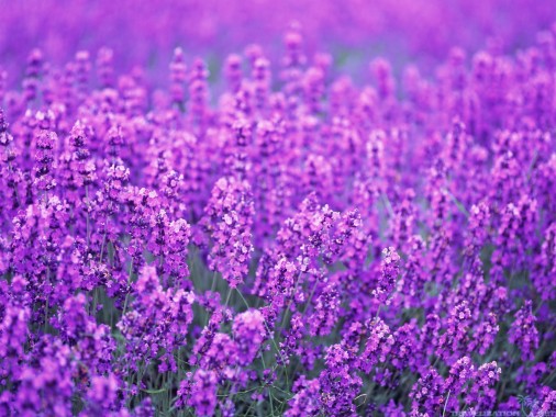 Lavender Flower Harvest Wallpaper Flower Lavender Backgrounds