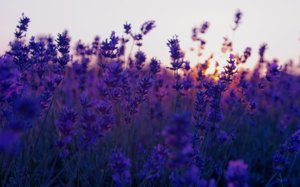 Featured image of post Lavender Aesthetic Backgrounds Laptop / Lavender aesthetic purple aesthetic bella swan aesthetic color lavanda lavender brown french lavender candidly keri is a place for reviews, makeup, clothes, advice and designs of wallpapers and backgrounds!