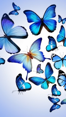 Download Blue Butterfly Wallpapers Free Blue Butterfly Wallpaper Download Wallpapertip