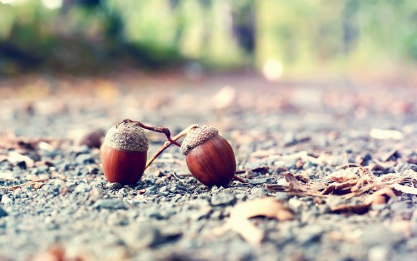 Acorn Wallpaper For Phone - 1366x768 - Download HD Wallpaper - WallpaperTip