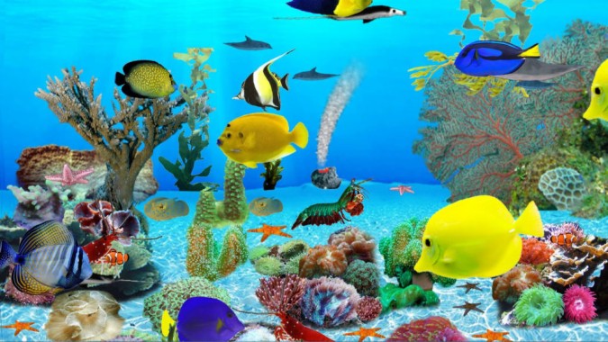 Video Zoom Background Aquarium - 1366x768 - Download HD Wallpaper ...