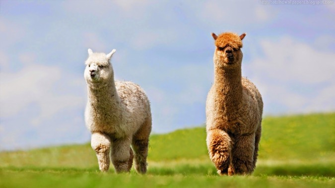 Cute Alpaca Hd Wallpaper Background Images Data Src 1366x768 Download Hd Wallpaper Wallpapertip