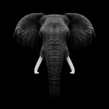 Square Black Background Elephant Photography 600x600