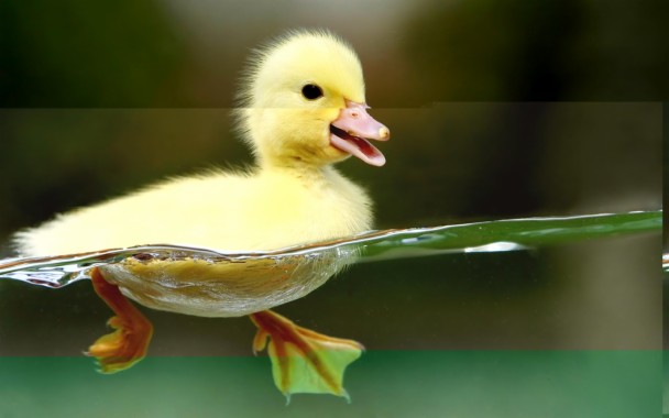 Download Wallpaper Hidup Gallery Duck Webbed Feet Swimming 1600x1000 Download Hd Wallpaper Wallpapertip