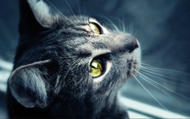 Gatos Misticos - 816x511 - Download HD Wallpaper - WallpaperTip