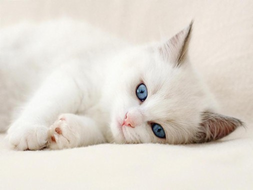 Cute Baby Blue Eyes 7x900 Download Hd Wallpaper Wallpapertip