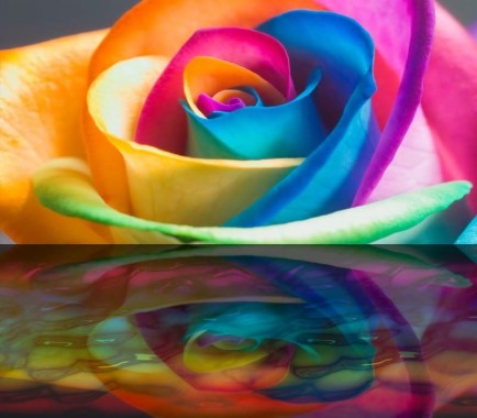 Rainbow Rose - Rose In All Colors - 450x394 - Download HD Wallpaper ...
