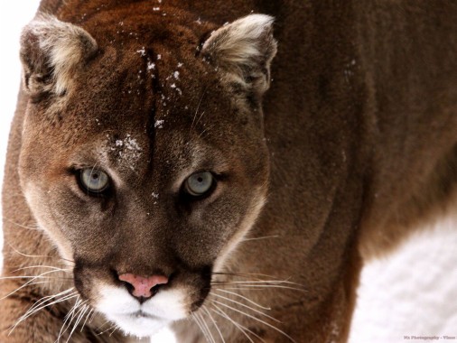 Wild Mountain Lion - 1600x1198 - Download HD Wallpaper - WallpaperTip