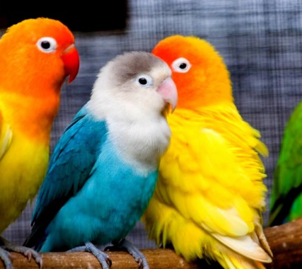 Cute Love Birds - 1440x1280 - Download HD Wallpaper - WallpaperTip