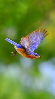 Bird Hd Wallpapers For Mobile