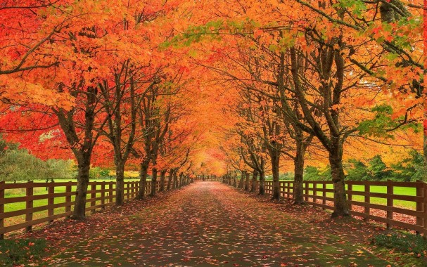 Hd Fall Wallpaper For Desktop - Fall Background Pictures Hd - 1024x768 ...