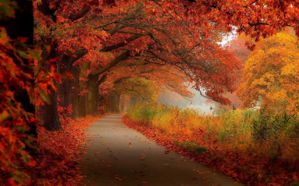 Fall Scenery - 1600x1000 - Download HD Wallpaper - WallpaperTip