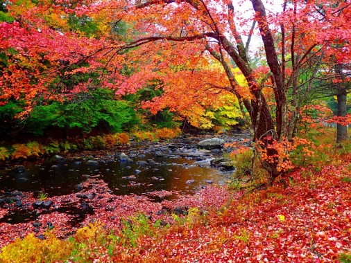 Amazing Fall New England Fall Foliage - Leaves New England Fall ...