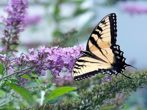 Flowers And Butterflies Nature - 3500x2916 - Download HD Wallpaper ...