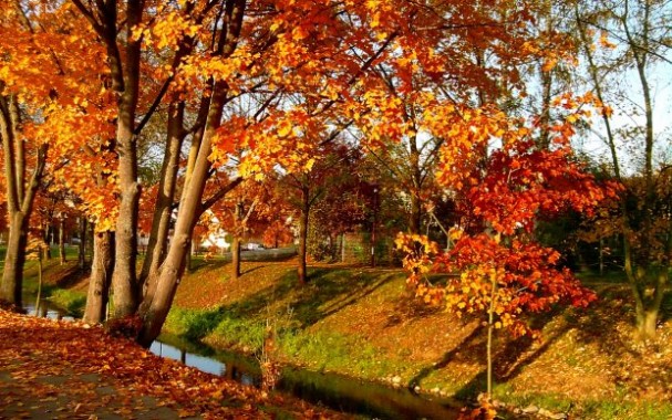 Herbst Herbst Hintergrund Hintergrund 1600x1067 Wallpapertip