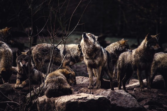 983229 Title A Pack Of Wolves, The Alpha Male Prepared - Wolf Pack ...