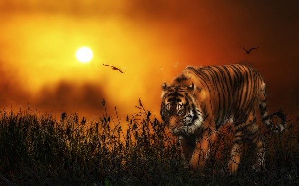 Tiger Point Lonavala Sunset - 728x408 - Download HD Wallpaper ...