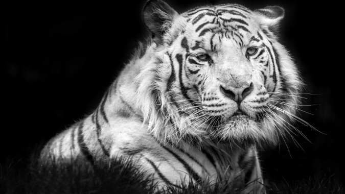 High Resolution Tiger Roar 2560x1600 Download Hd Wallpaper