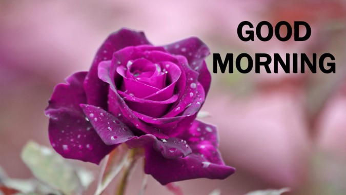 Good Morning Pink Roses - 1920x1080 - Download HD Wallpaper - WallpaperTip