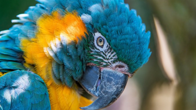 Parrot Os Wallpaper 4k - 1024x576 - Download HD Wallpaper - WallpaperTip