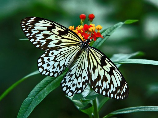 Butterfly Talk - Real Life Butterflies Wing - 1024x818 - Download HD ...