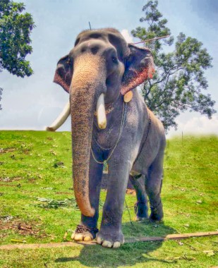 Kerala Elephants Images Indian Elephant 680x836 Download Hd