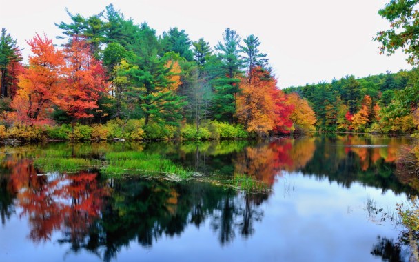 Red Trees In Autumn - 1920x1200 - Download HD Wallpaper - WallpaperTip