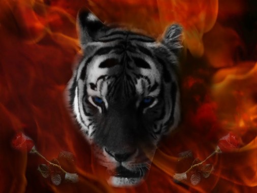 Black Tiger 3d Wallpaper Download Image Num 60