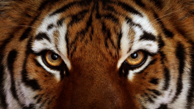 Tiger Tigers Face Eye Eyes Cat Wallpaper - Close Up Tiger Eyes ...