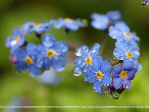 Forget Me Not - 1024x768 - Download HD Wallpaper - WallpaperTip